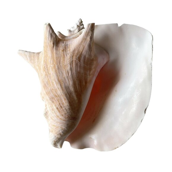 Queen Conch Sea Shell Large Natural Pink Seashell 9" No Harvest Hole Vintage - Picture 1 of 12